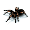 Аватарка пользователя tarantull